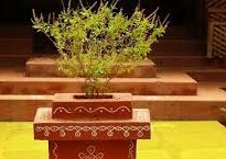 “Tulsi Plant Benefits: Uses and Significance in Daily Life”