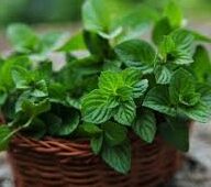 “Mint Leaves Benefits: Uses and Health Benefits in Daily Life”