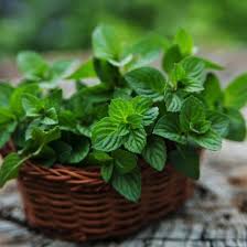 Mint Plant