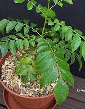 Curry Leaves Benefits: Uses and Health Benefits in Daily Life–