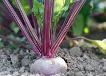 Rooted in Red Series : Life Lessons from Beetroot