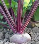“Beetroot Benefits: Life Lessons from the Rooted in Red Series”