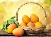 “What Mango Teaches Us About Patience”