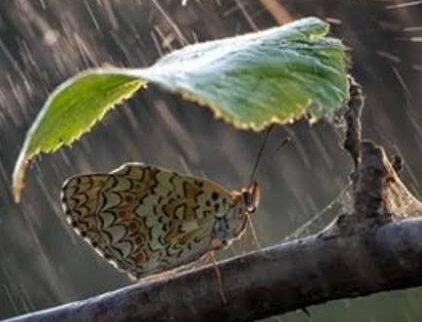 Why Is It Okay To Rest When Life Feels Heavy – The Butterfly Story To Be At Peace